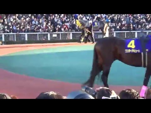 東京大賞典パドック