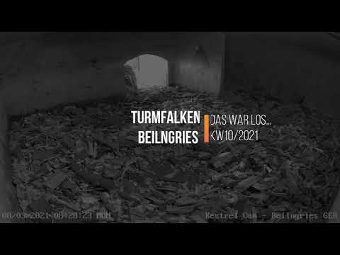 Turmfalken Beilngries - Das war los...in KW 10 / 2021
