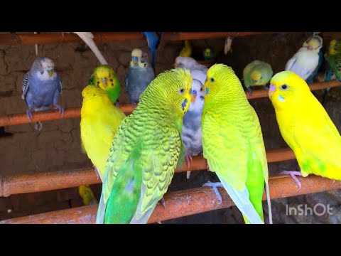Budgie parrot talking compilation | Australian Budgie parakeets sounds