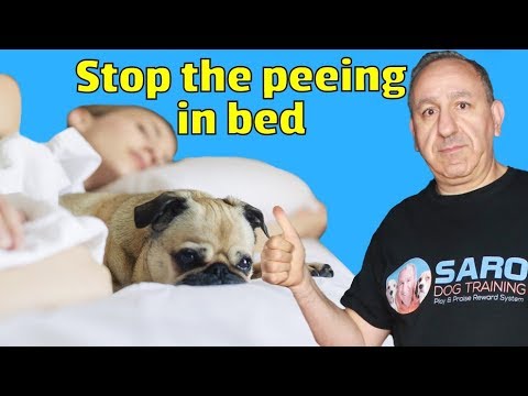YouTube video about: Why does my dog pee on his blanket?