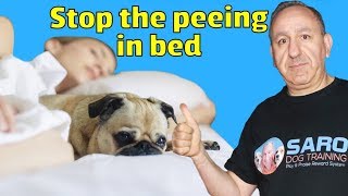 Why dogs pee in the bed? How to stop my dog from peeing in bed?