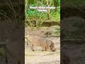 Disney S Animal Kingdom Warthog