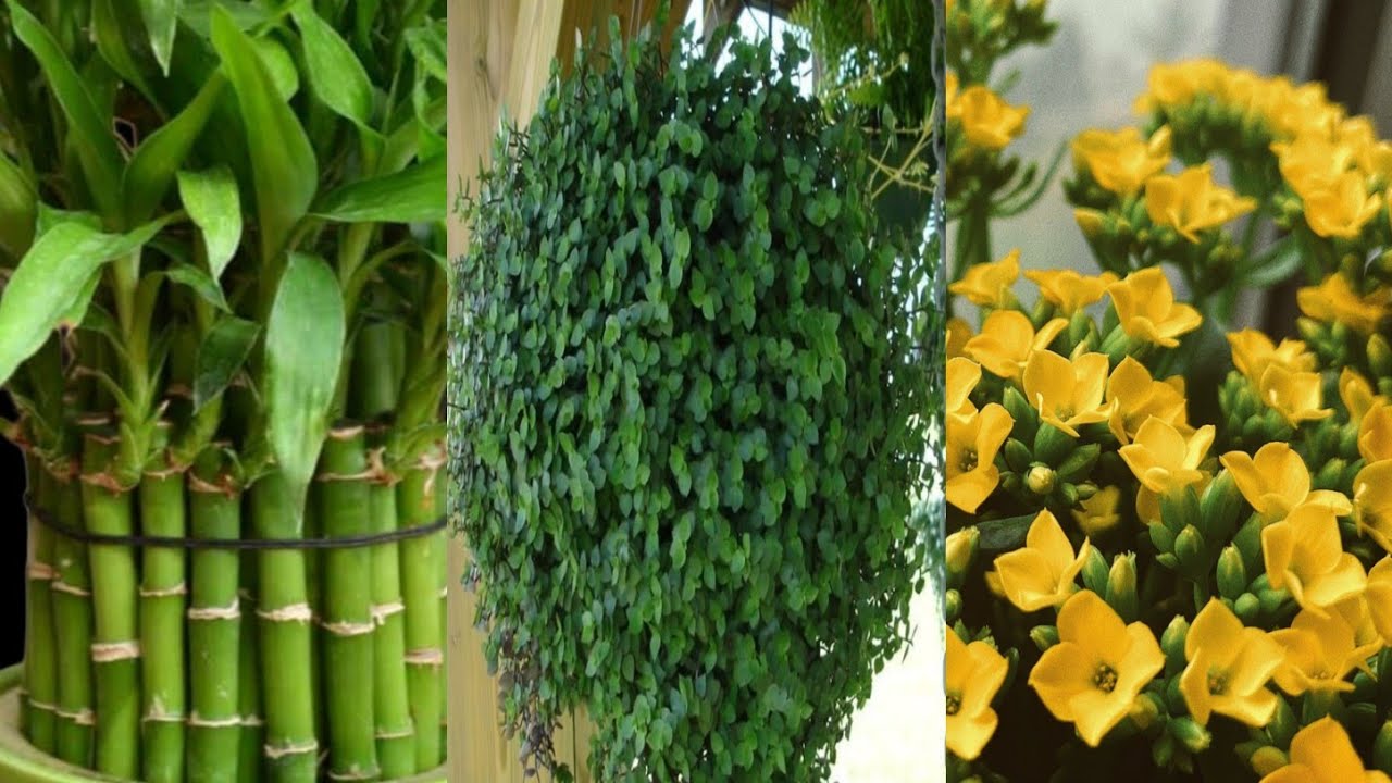 👉 CINCO PLANTAS QUE ATRAEM DINHEIRO E PROSPERIDADE 👈