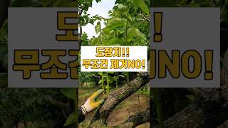 Download lagu 감나무도장지! 잘 활용하면 좋은감이 열려요.#감나무염지법 mp3