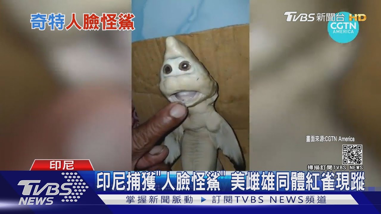 印尼捕獲「人臉怪鯊」 美雌雄同體紅雀現蹤