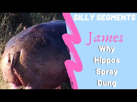 Why hippos spray their dung with James