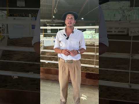 Análisis del remate de hacienda Consignaciones Córdoba 23/02/2026.