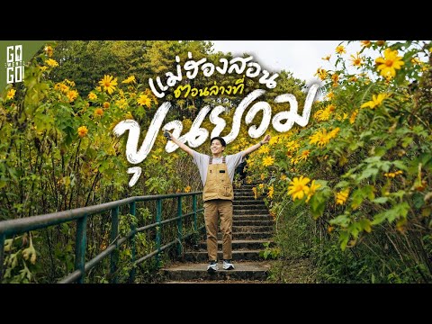 ดอกบัวตอง (ดอยแม่อูคอ)
