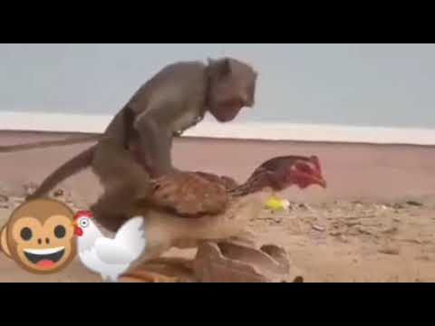 Chicken man fuck 
