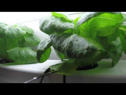 Hydroponic Lettuce Day 29