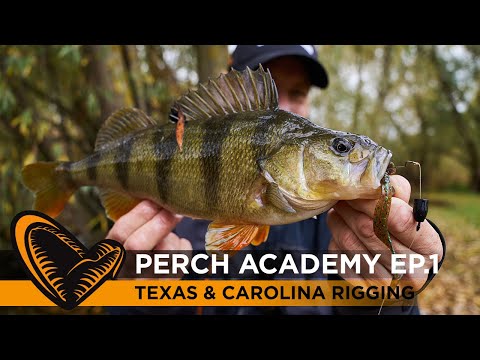 TRAILER - Perch Academy - Episode 1 - Texas & Carolina Rigging. Catch more and Bigger Perch!