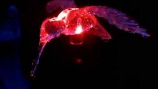 Multicolored hummingbird