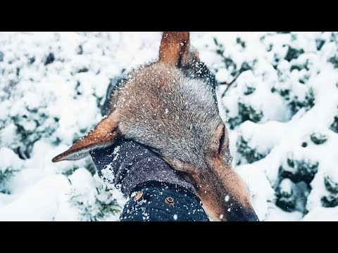 "Собачий патруль" Андрей Галин