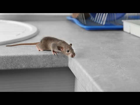 Mouse-Free Living: A Comprehensive Guide to Effective and Humane Mouse Removal from Your Home