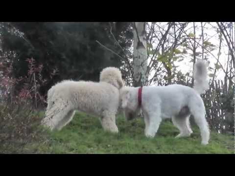 Oz and Charlie on the bank