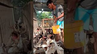 Download lagu Ternak entok dan bebek dalam satu kandang mp3