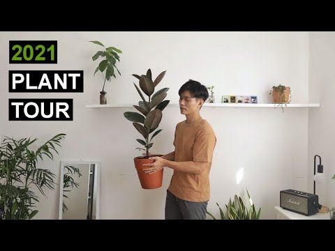 , title : '15 loại cây mình trồng trong nhà | 🌿 Houseplant tour'