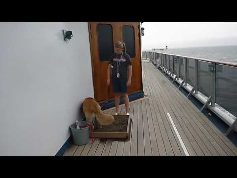 2nd YouTube video about are service dogs allowed on cruise ships