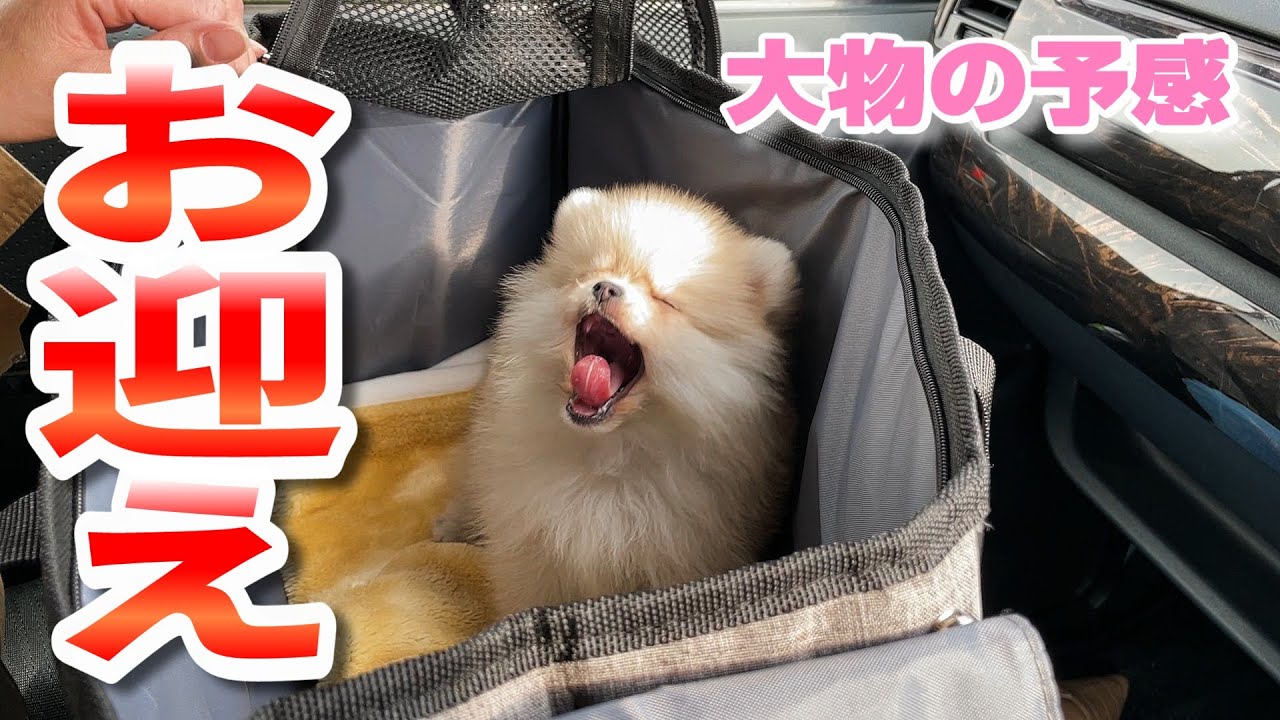 子犬お迎え当日･･･先住犬達の手荒い洗礼にどうする？･･･【ポメラニアン 生後2カ月】