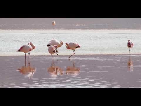 Mundial 2026 - Clasificación