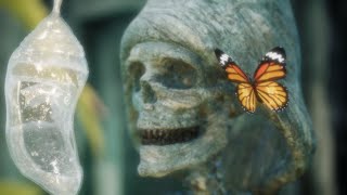 El Despertar de la Mariposa