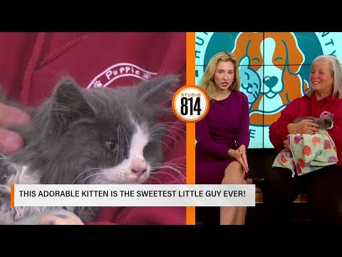 This adorable kitten is the sweetest little guy ever! Meet Yogi Bear from the Huntingdon Co. Humane