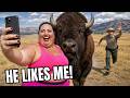 When Karens Try Petting Yellowstone Bison Rangers Watched It Happen