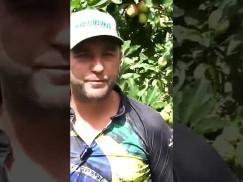 Colheita da maçã movimenta São Joaquim e anima produtores da Serra  #colheita #agricultura #serra