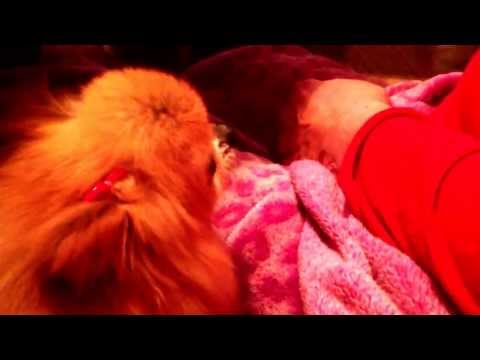 Haha my aunties little angry dog