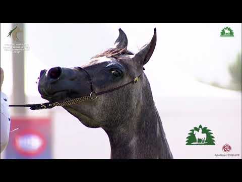 N 61 IS ELSCA OX   KAAHC 2019   Yearling Fillies Class 1D