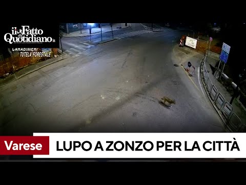 Un lupo in pieno centro, l'avvistamento a Varese: il video diffuso dai carabinieri forestali