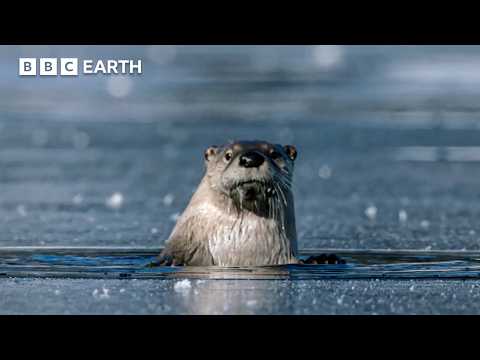Otters vs Bald Eagles in a High-Stakes Hunt | Great American Thaw | BBC Earth