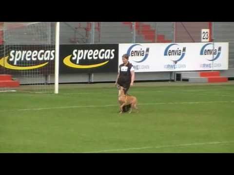 WK FMBB 2010 - Päivi Liljegren - Obedience - Grand Finale