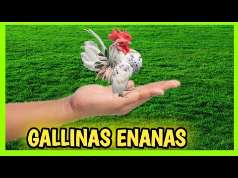 , title : '7 GALLINAS ENANAS y Gallos Kikirikis 🐔| Miniatura o Bantam'