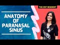 Anatomy of Paranasal Sinus
