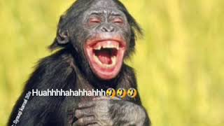 Download lagu Acumalaka Full Edition mp3