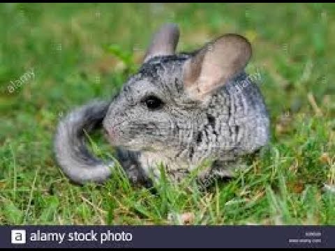 download lagu mp3 mp4 Chinchilla Walking, download lagu Chinchilla Walking gratis, unduh video klip Chinchilla Walking