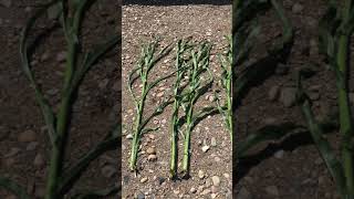 Part two: Corn Herbicide Safety Trial