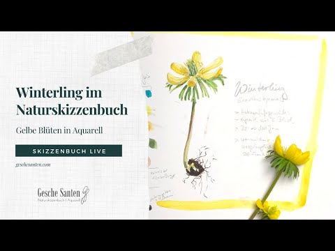Winterling im nature journal-  Gelbe Blüten in Aquarell