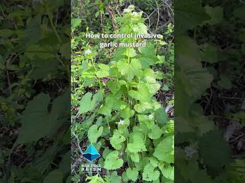 How to control invasive garlic mustard