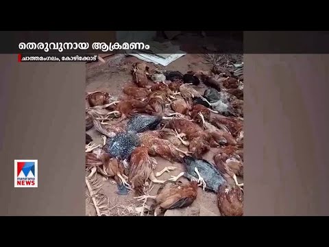 കോഴിക്കോട് ചാത്തമംഗലത്ത്  തെരുവുനായകളുടെ കടിയേറ്റ് നൂറിലധികം കോഴികള്‍ ചത്തു | Kozhikode Stray dog At