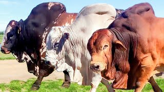 Download lagu 50 Huge Bulls of Boran breed Hurwitz Farming South... mp3