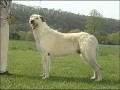 AKC Dog Breed Series - Irish Wolfhound
