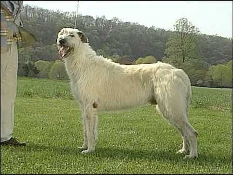 Irish Wolfhound breed video
