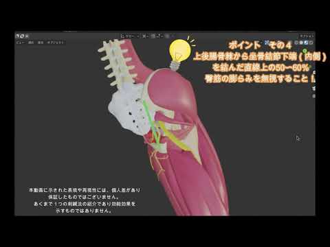 柔道整復学科 【3D解説講座】陰部神経の刺鍼法について解剖学的に解説（陰部神経刺鍼法）