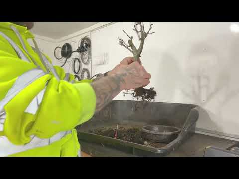 Pruning My Apple Bonsai (March 2023)