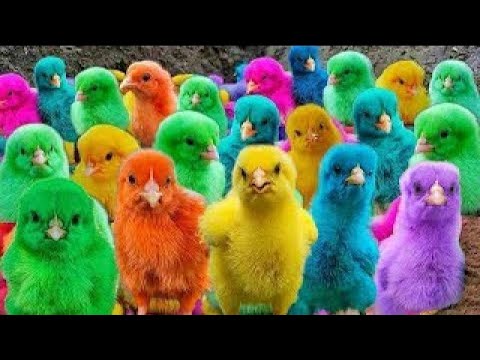 Tangkap Ayam Lucu, Ayam Warna Warni, Ayam Rainbow Gokil, Kelinci, Kucing Lucu, Bebek, Hewan Lucu #06