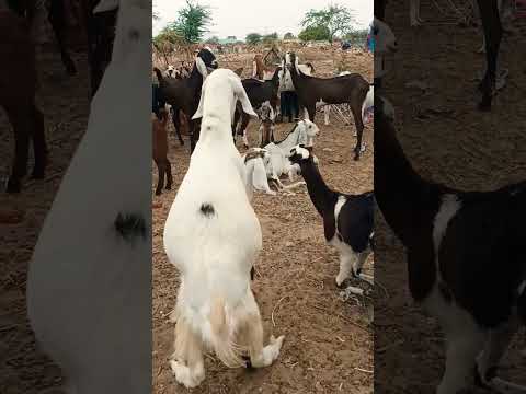 "فيديو مهم لمربي الماعز!" #youtubeshorts #arbic