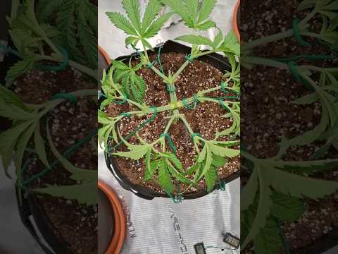 32 Haupttriebe vor der Blütephase?! (HST EXPERIMENT GEHT WEITER LEGAL!) @MarsHydro_official