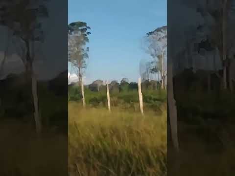 indo da cidade de GURUPÁ para o ramal grande fazer a obra de Deus.